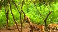 Гиббон и тигры