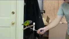 Трюки попугайчика