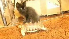 Кошка на черепахе