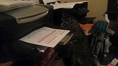 Кошка против бумаги