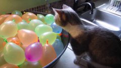 Кошка взрывает шарики с водой