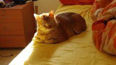 Кошка долгие часы греется на солнышке