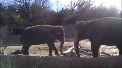 Слоны пытаются сломать палку