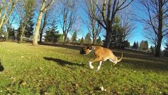 Двуногая собака веселится и бегает во дворе