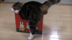 Кот пытается уместиться в коробку