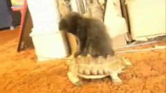 Котёнок едет на черепахе