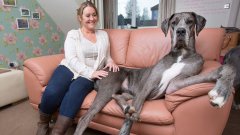 Самая большая собака Британии