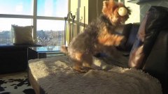 Неловкий пёс пытается поймать мяч