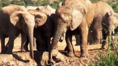 Слониха спасает своё дитя, застрявшее в грязи