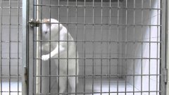 Кошка научилась убегать из клетки