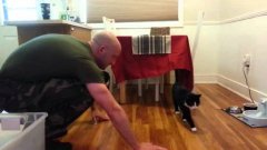 Кошки встречают вернувшихся с армии