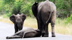 Слоненку помогают подняться на ноги
