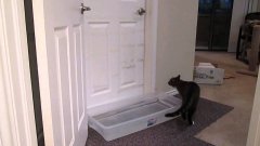 Кошка мастерски открывает дверь