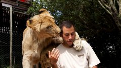 Мужчина обнимается со львами