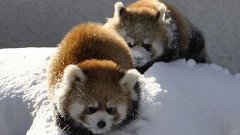 Красные панды играются в снегу