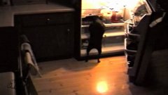Собака ворует пиццу из холодильника