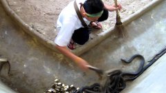 Работчик чистит комнату с кобрами