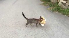 Кошка ворует плюшевого тигра из соседского дома
