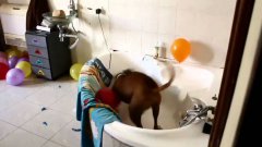Собака лопает шарики на свой день рождения