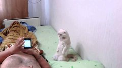 Кошка встает, когда слушает гимн России