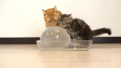 Коты и ледяной шар