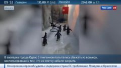Стая пингвинов предприняла попытку побега из датского зоопарка